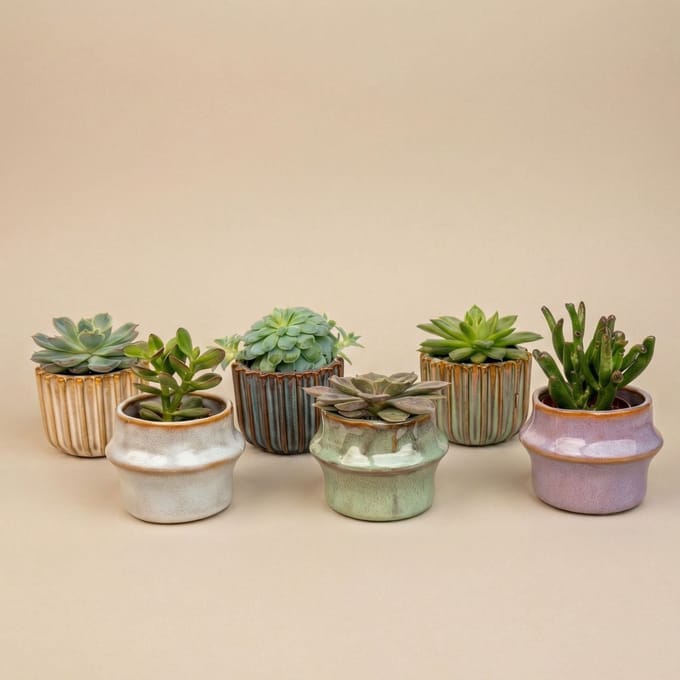Succulenten Set van 6 in Keramische Mini Potjes Barcelona - ↑ 8–12 cm