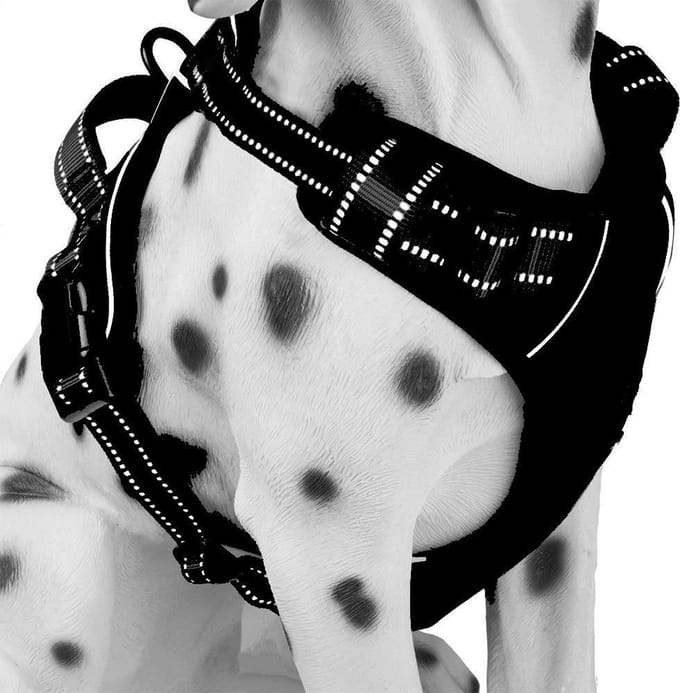 Frenkiez Reflective Basic Harness, Black, XL