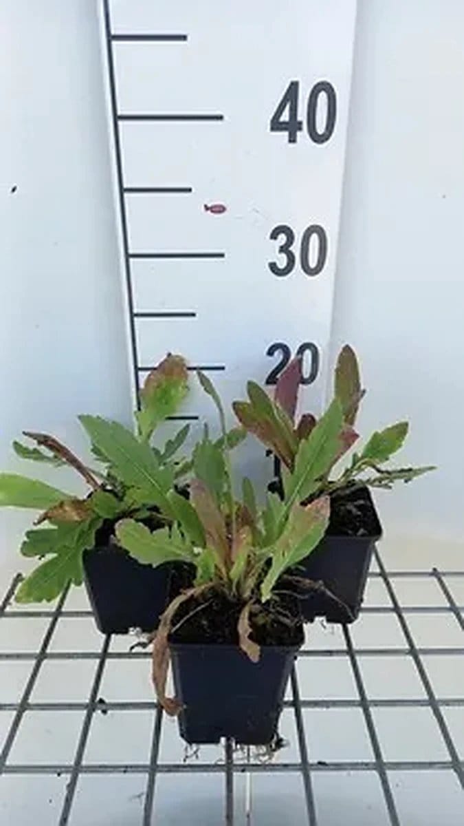 6x Kokardebloem - Gaillardia hybr. 'Amber Wheels' | 9x9 cm pot