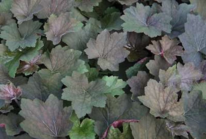 6x Damastbloem - Heuchera hybr. 'Brownies' | 9x9 cm pot