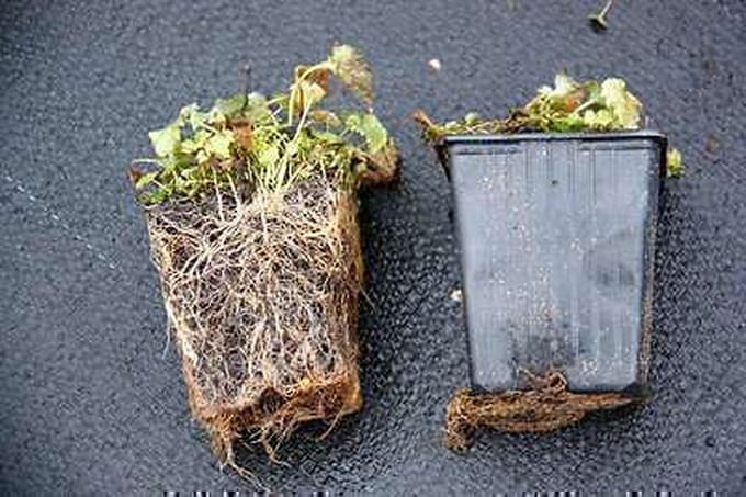 6x Klokje - Campanula latifolia 'Macrantha' | 9x9 cm pot