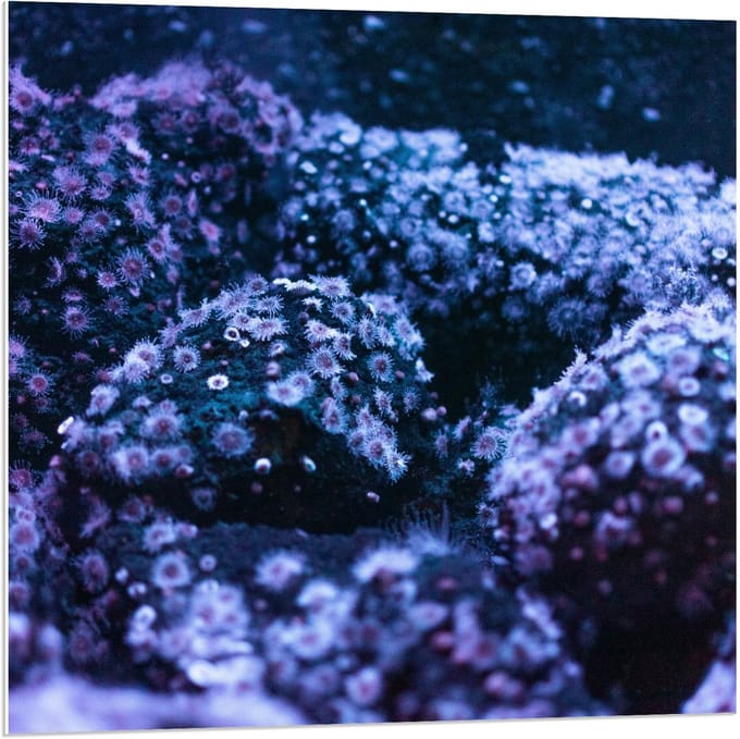 Forex - Blauw/Paarse Struiken - 80x80cm Foto op Forex