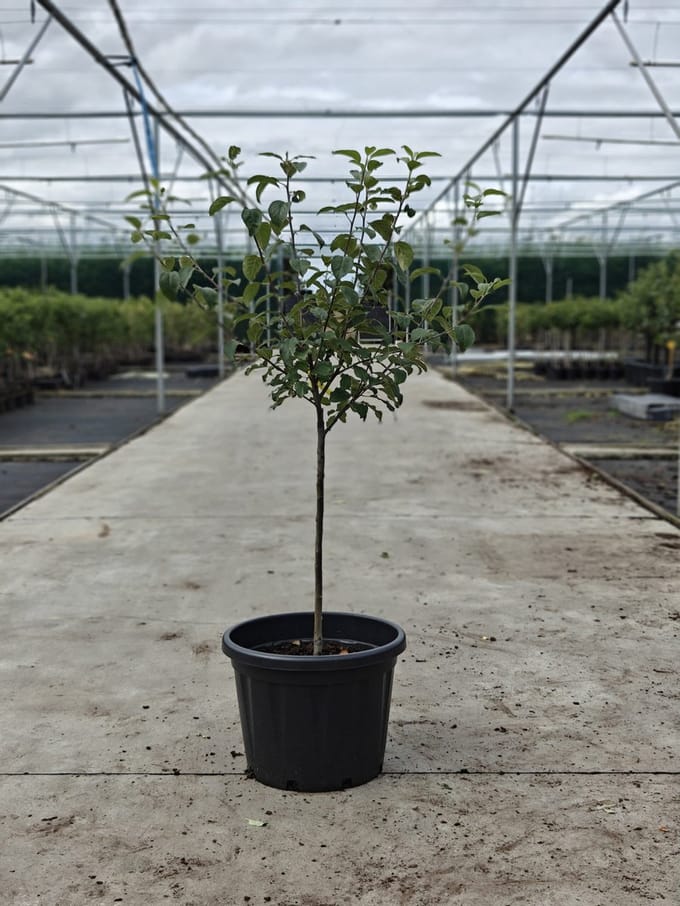 Malus domestica - Oude Appelboom 'James Grieve' - Onderstam M111 - 45L pot - ca. 2m