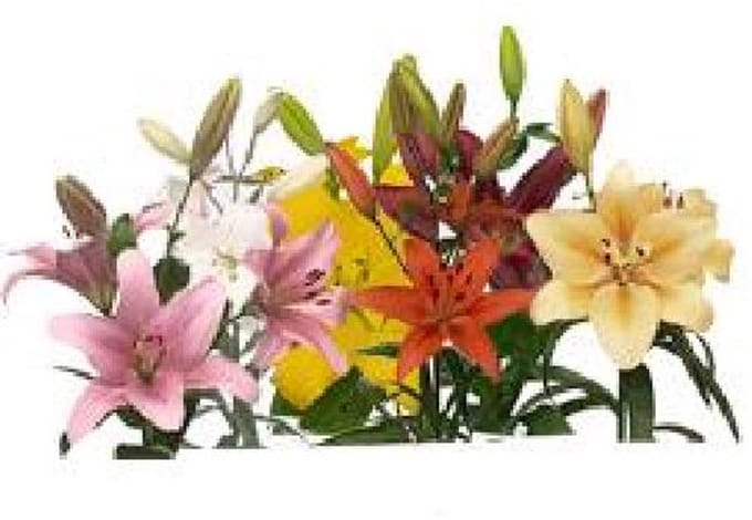 60x Lelie 2 mix var.(l-a) 80cm