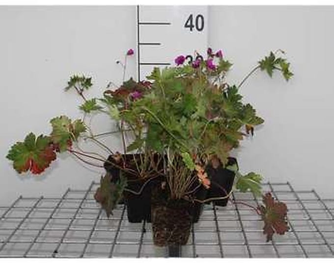 6x Ooievaarsbek - Geranium hybr. 'Anne Thomson' | 9x9 cm pot