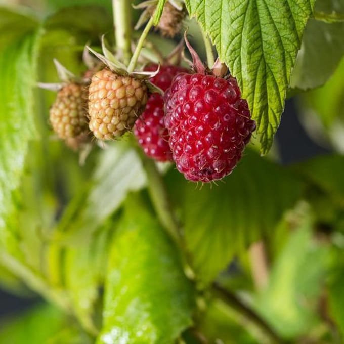 RUBUS IDAEUS 'ZEFA HERBSTERNTE' - Framboos doordragend  Struik in pot