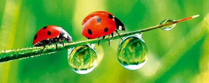 Fotobehang - Ladybird 375x150cm - Vliesbehang