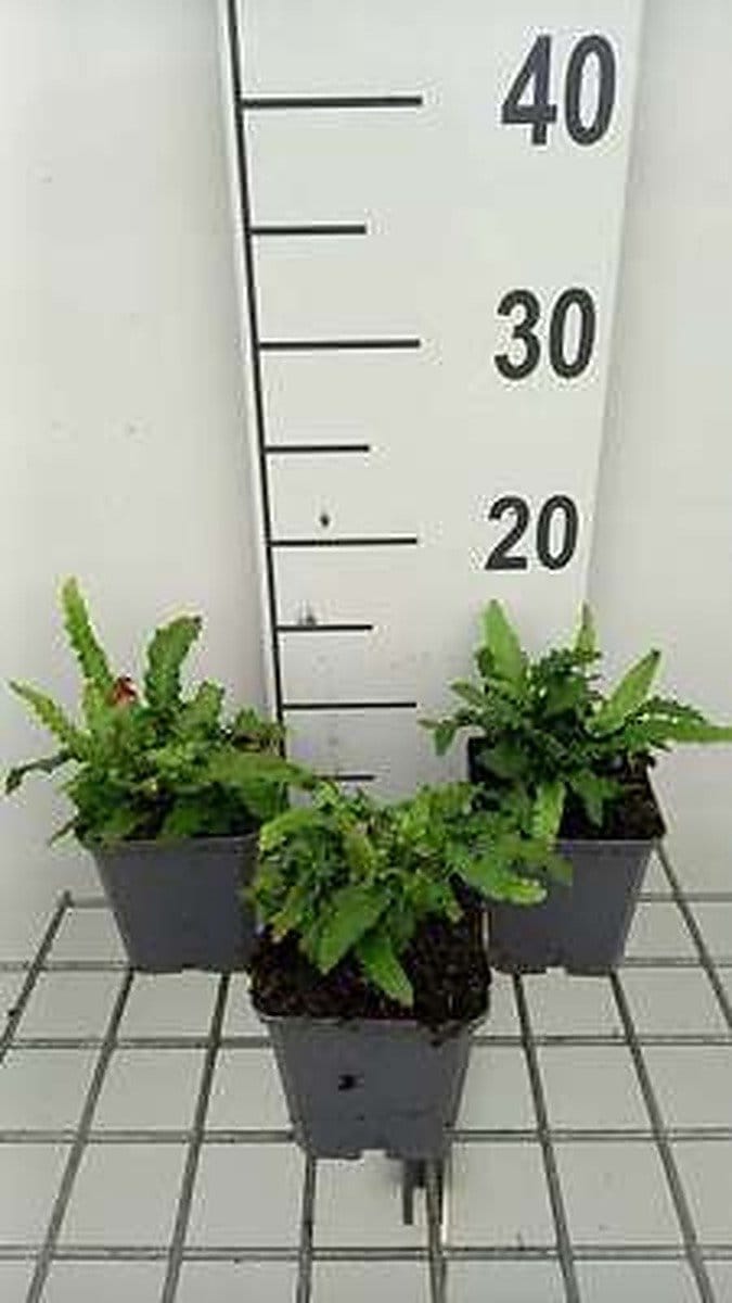6x Smalbladige Tongvaren - Asplenium scol. 'Angustatum' ( 'angustifolium') | 9x9 cm pot