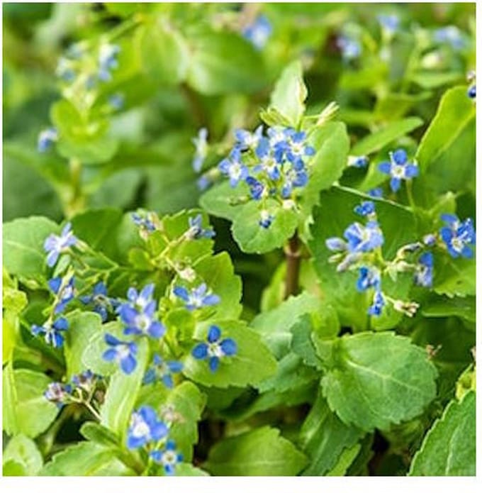 Moerings Veronica Beccabunga | Beekpunge | In 9CM pot