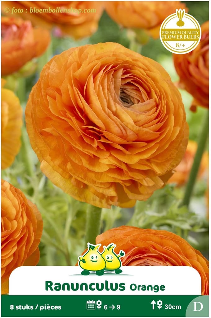 40 Bollen ranonkel oranje maat 8/+