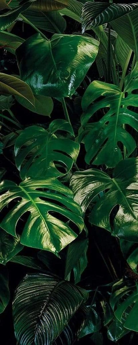 Fotobehang - Tropical Wall 100x250cm - Vliesbehang