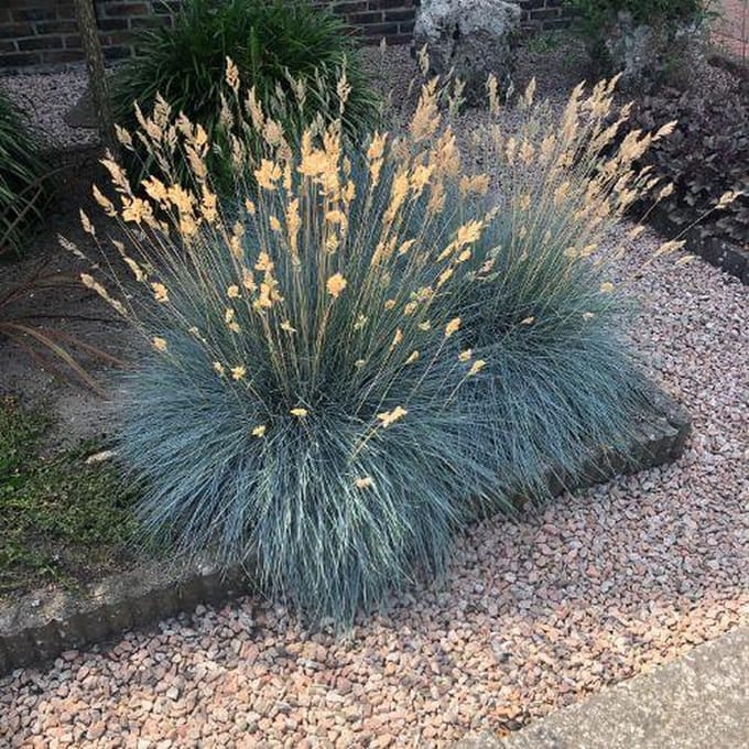 Festuca Glauca Elijah Blue - Set van 12 - Blauw Schapengras - Pot P9 - Wintergroen