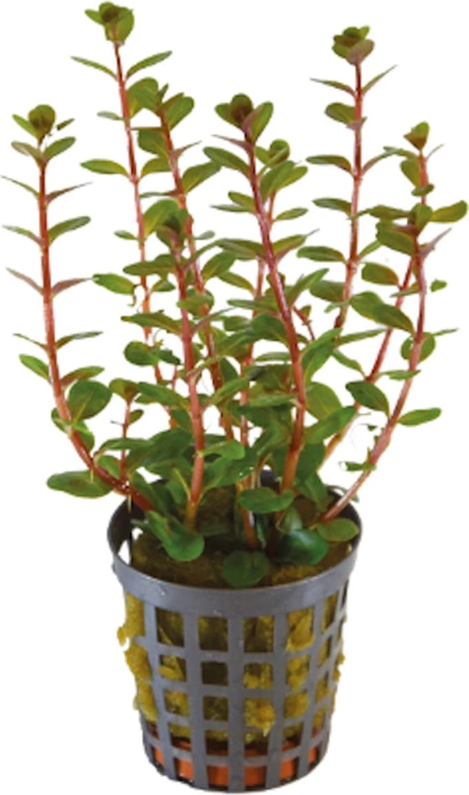 Aquafleur Rotala Blood Rood | In 5CM pot
