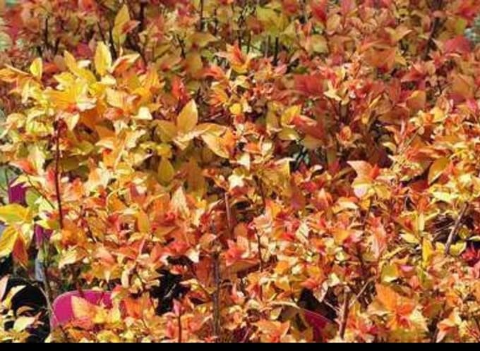Spiraea jap. 'Firelight' - Spierstruik , Japanse Spirea 25- 30 cm in pot