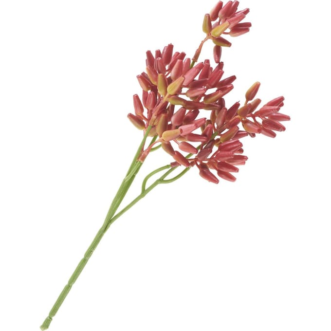Succulent tak - Rood