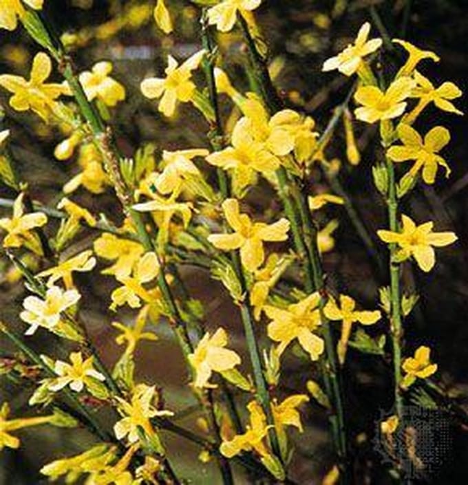 Jasminum Nudiflorum - Winterjasmijn 50-60 cm in pot