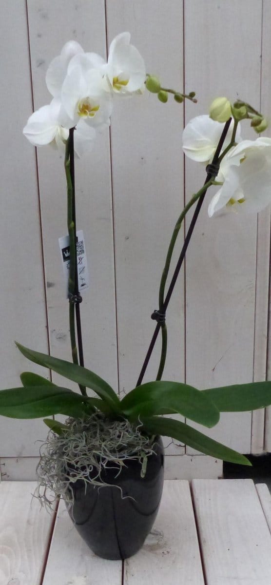 Vlinderorchidee witte in hoge zwarte/antraciete pot 60 cm