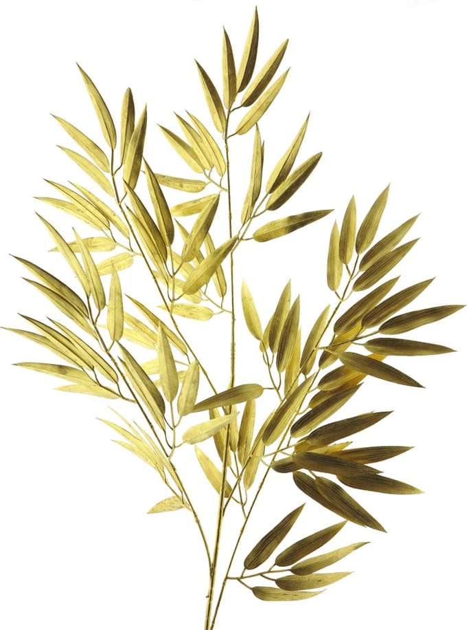 Bamboo spray gold 98cm Erutan Avon