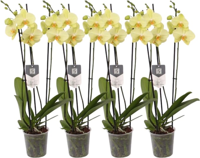 Green Harmony - Set van 4 - Phalaenopsis Volterra - 3 tak orchidee - 60 cm - Ø12cm