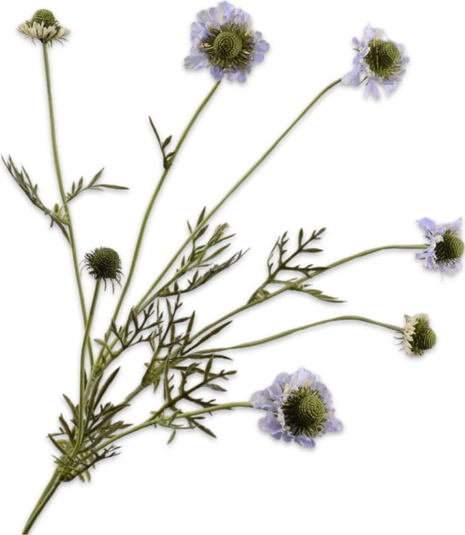 Silk-ka Kunstbloem-Zijden Bloemen Scabiosa Tak Lila 89 cm