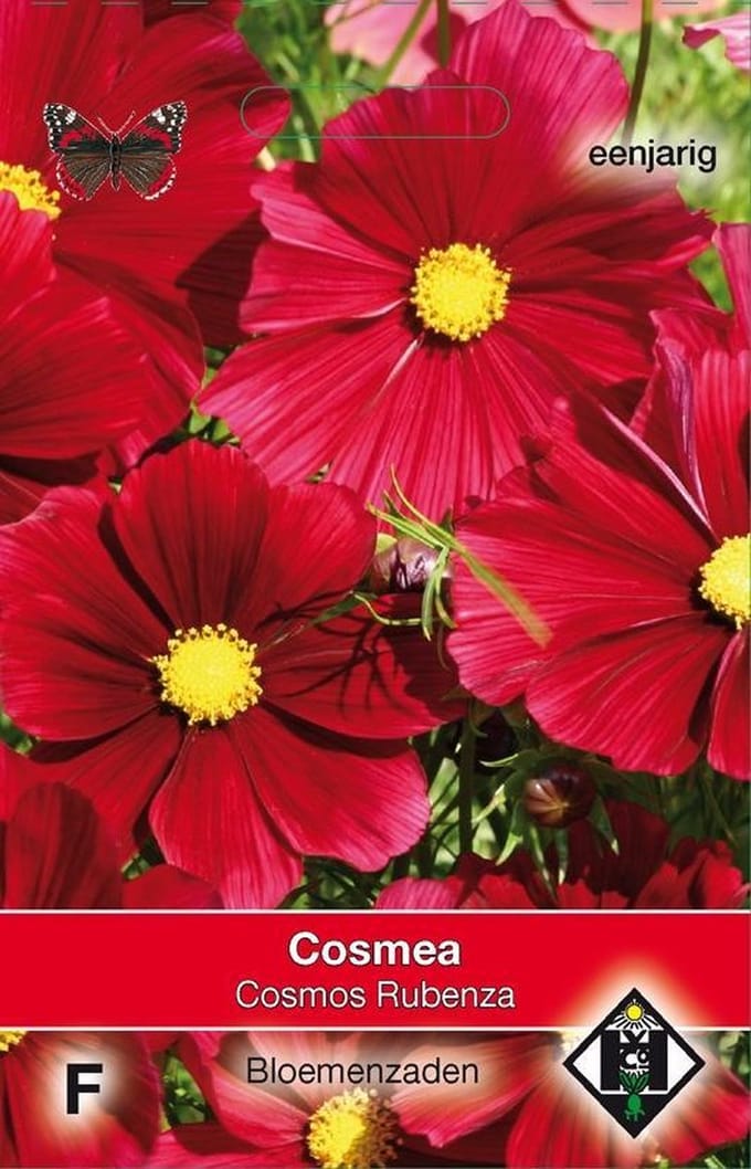2 stuks Van Hemert & Co Cosmos bipinnatus Rubenza