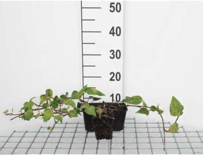 6 x Hedera colchica - Perzische klimop - pot 9 x 9 cm