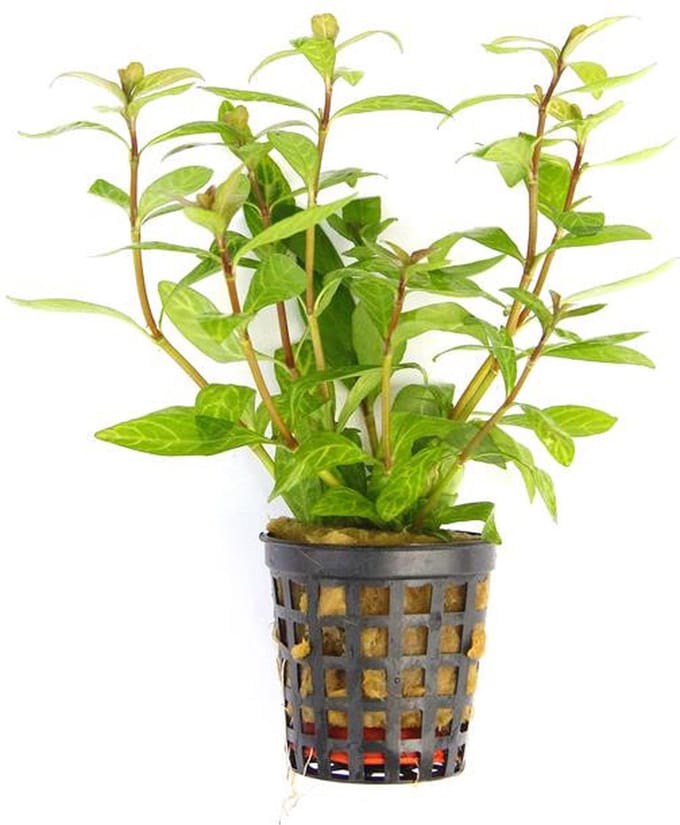 Moerings Hygrophila Polysperma | Belgisch groen | in 5 cm pot