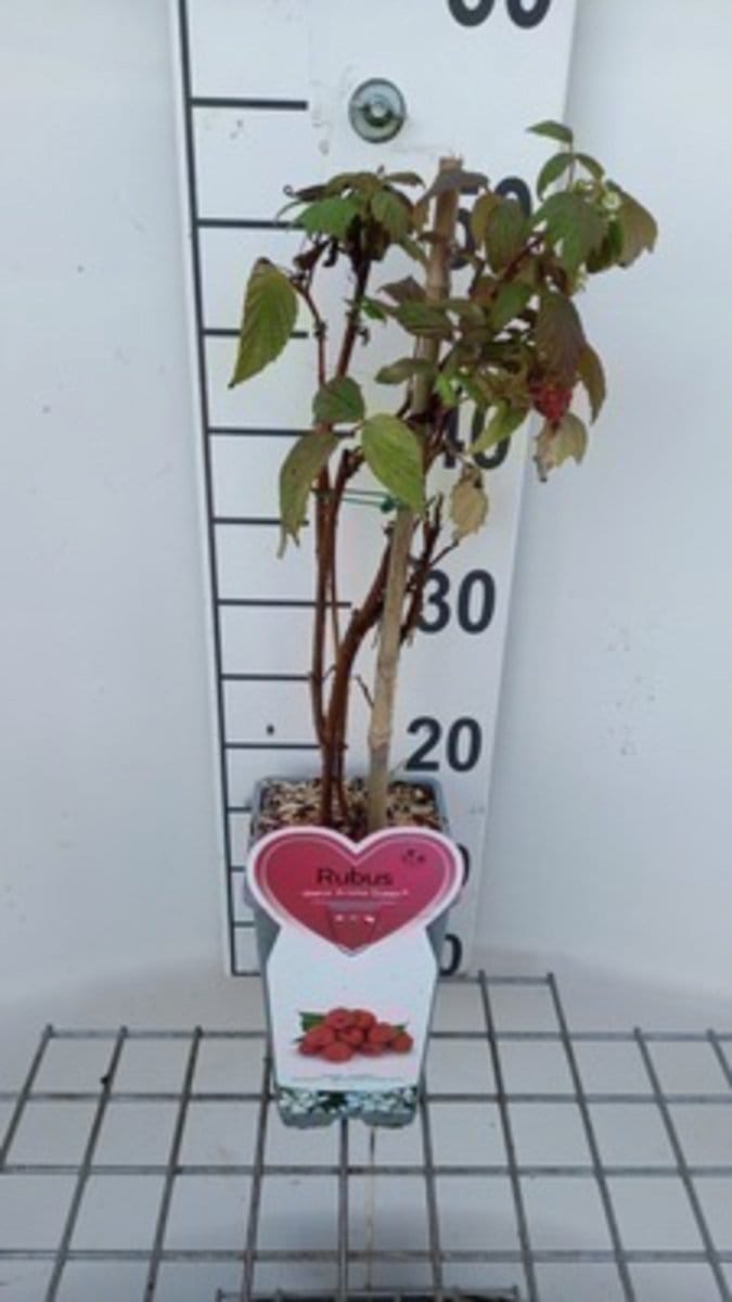 Rubus id. 'Aroma Queen' - Herfstframboos in pot