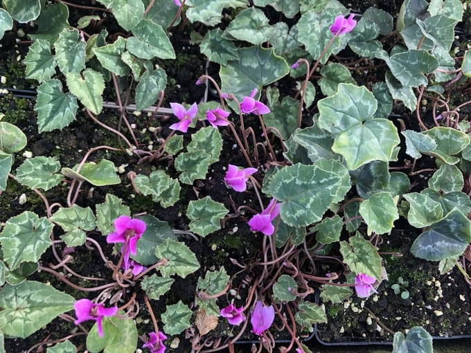 6x Alpenviooltje - - Cyclamen Hed. 'Rose Pearls' | 9x9 cm pot