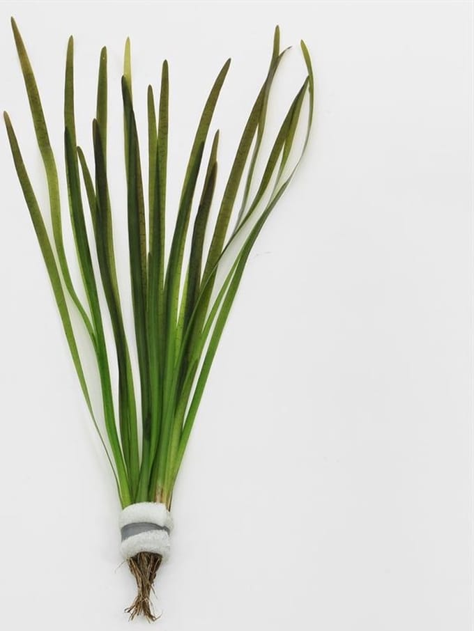 Moerings Vallisneria Spiralis Rood | In Bos met Loodje