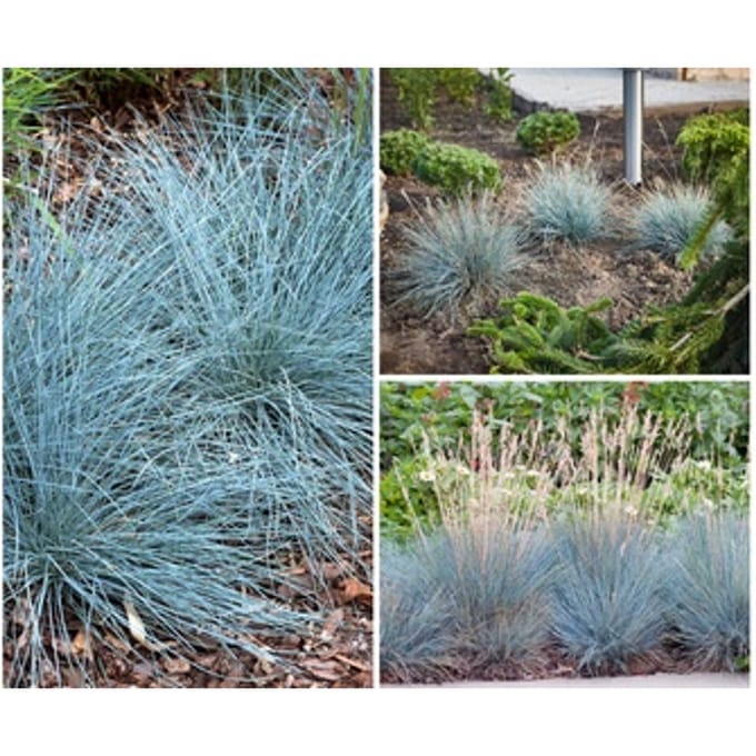 Blauw Schapengras (Festuca glauca Elija Blue ): 4
