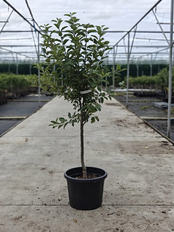 Malus domestica - Oude Appelboom 'Elstar' - Onderstam Bitterfeld - 45L pot - ca. 2m