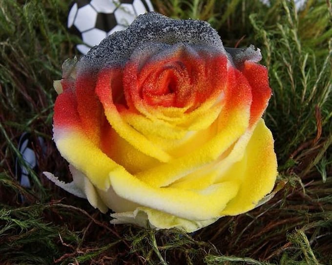 Vlag Duitsland rozen 10 stuks