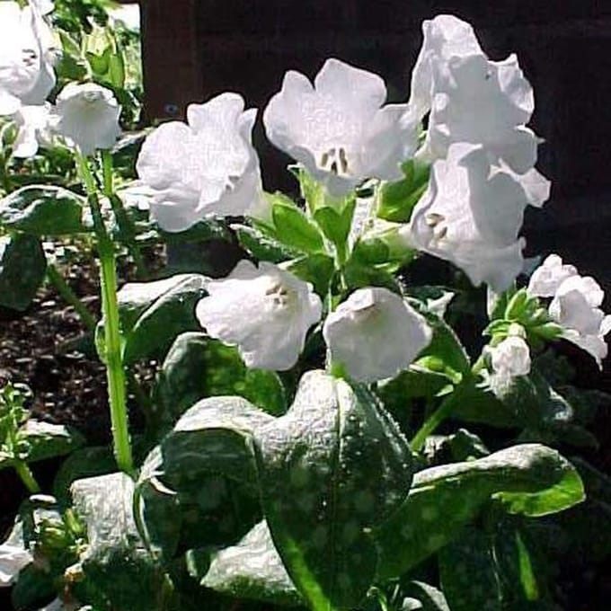 6 x Pulmonaria Officinalis 'Sissinghurst White' - Longkruid pot 9x9cm