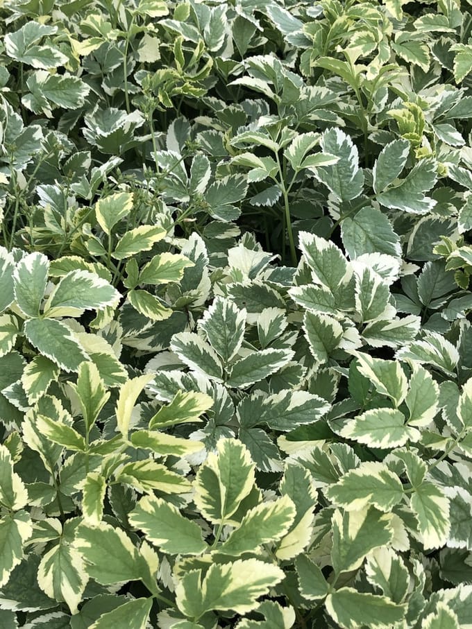 6 x Aegopodium podagraria 'Variegatum' - Bont Zevenblad in pot 9x9 cm