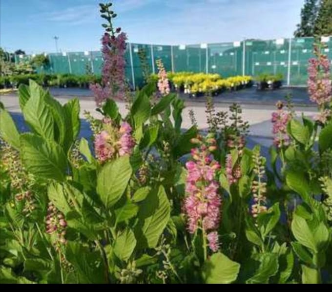 Clethra aln. 'Ruby Spice' - Schijnsels 30- 40 cm in pot