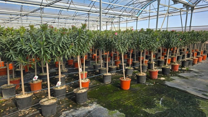 Sunny Tree - Plant - Oleander op stam - Nerium Oleander - 160 cm - Kleur Rood - Buitenplant