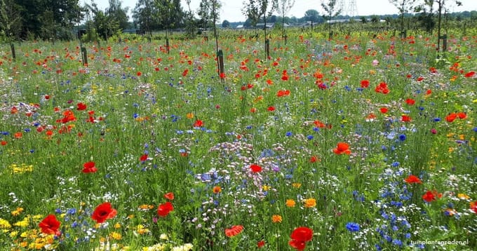 Vlinder en Bijen mix BIO Wildboeket 250 gram voor 100 m2