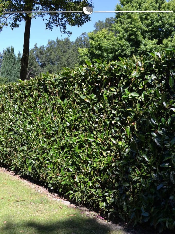 Laurier Prunus Herbergii 180-200 cm, 8x Haagplant