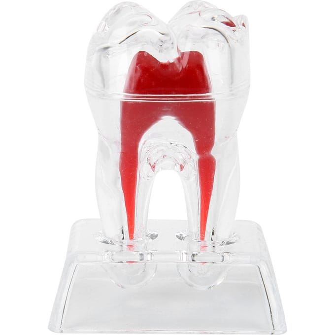 Modèle de dents dentaires séparables en plastique dents endodontiques outil éducatif pour étudiants white