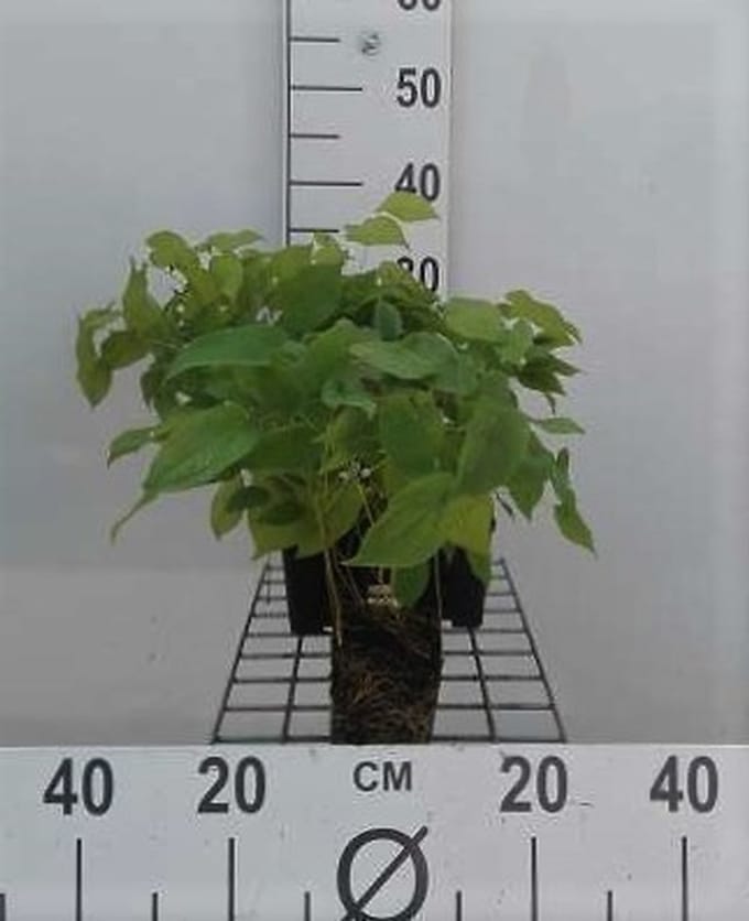 6x Elfenbloem - Epimedium rubrum | 9x9 cm pot