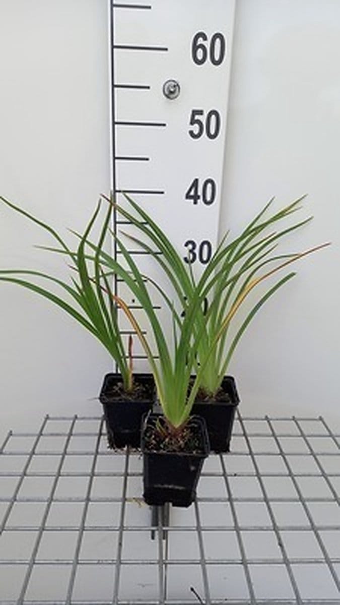 6x Daglelie - Hemerocallis hybr. 'El desperado' | 9x9 cm pot