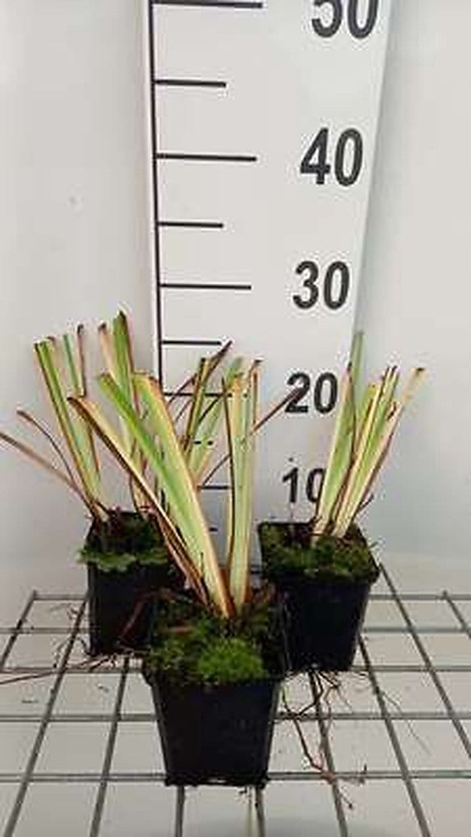 6x Baardloze iris - Iris sib. 'Caesar's Brother' | 9x9 cm pot