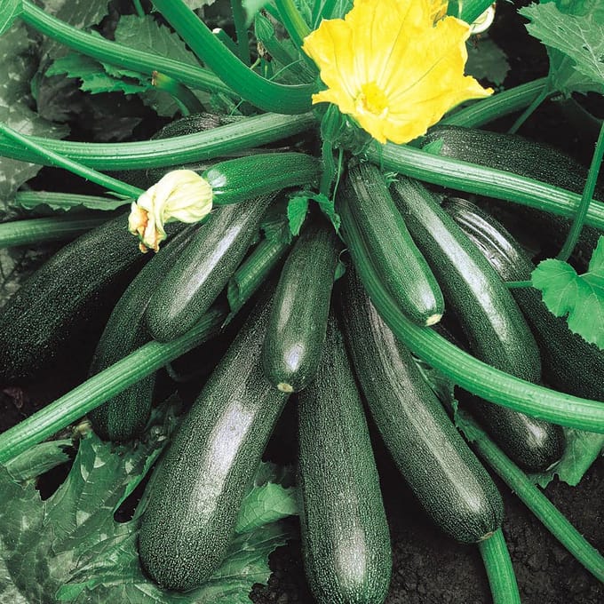 Sluis Garden - Courgette Ambassador F1