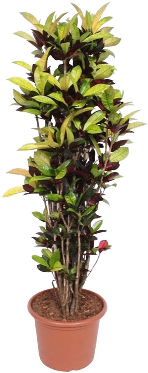 Codiaeum Iceton (Croton Iceton) - 190 cm - ø45