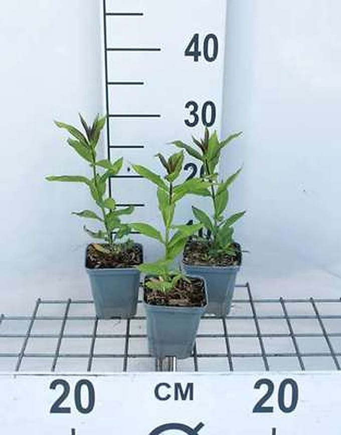 6x Vlambloem - Phlox (p) 'Europa' | 9x9 cm pot