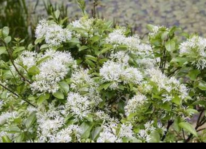 Chionanthus retusus - Chinese Sneeuwvlokkenboom 60- 80 cm in pot