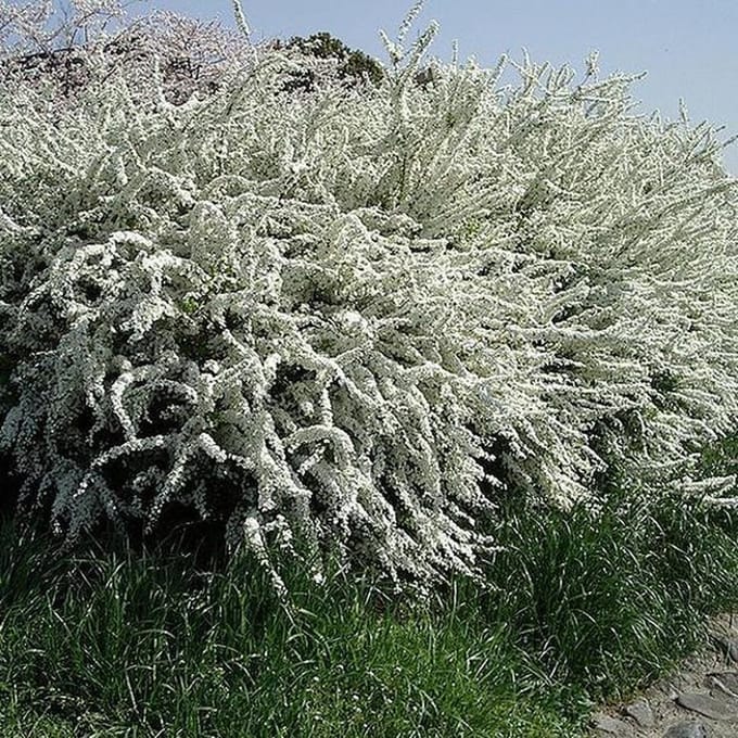 Spiraea thunbergii - Spierstruik 40-60 cm in pot