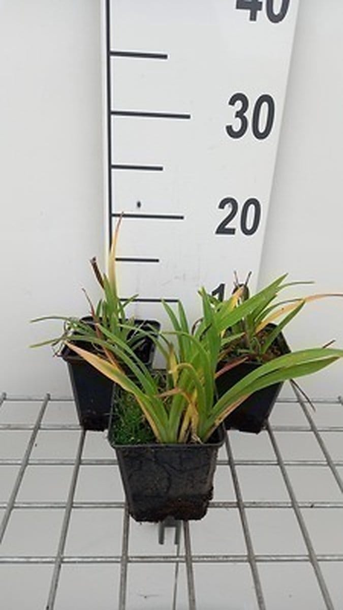 6x Daglelie - Hemerocallis hybr. 'Little Grapette' | 9x9 cm pot