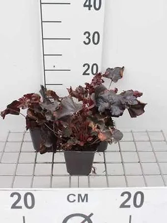 6x Purperklokje - Heuchera hybr. 'Obsidian' | 9x9 cm pot